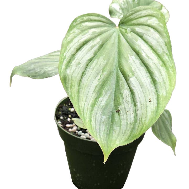 Philodendron Mamei 4 inch Grower Pot for wholesale by Arcadia Garden Products