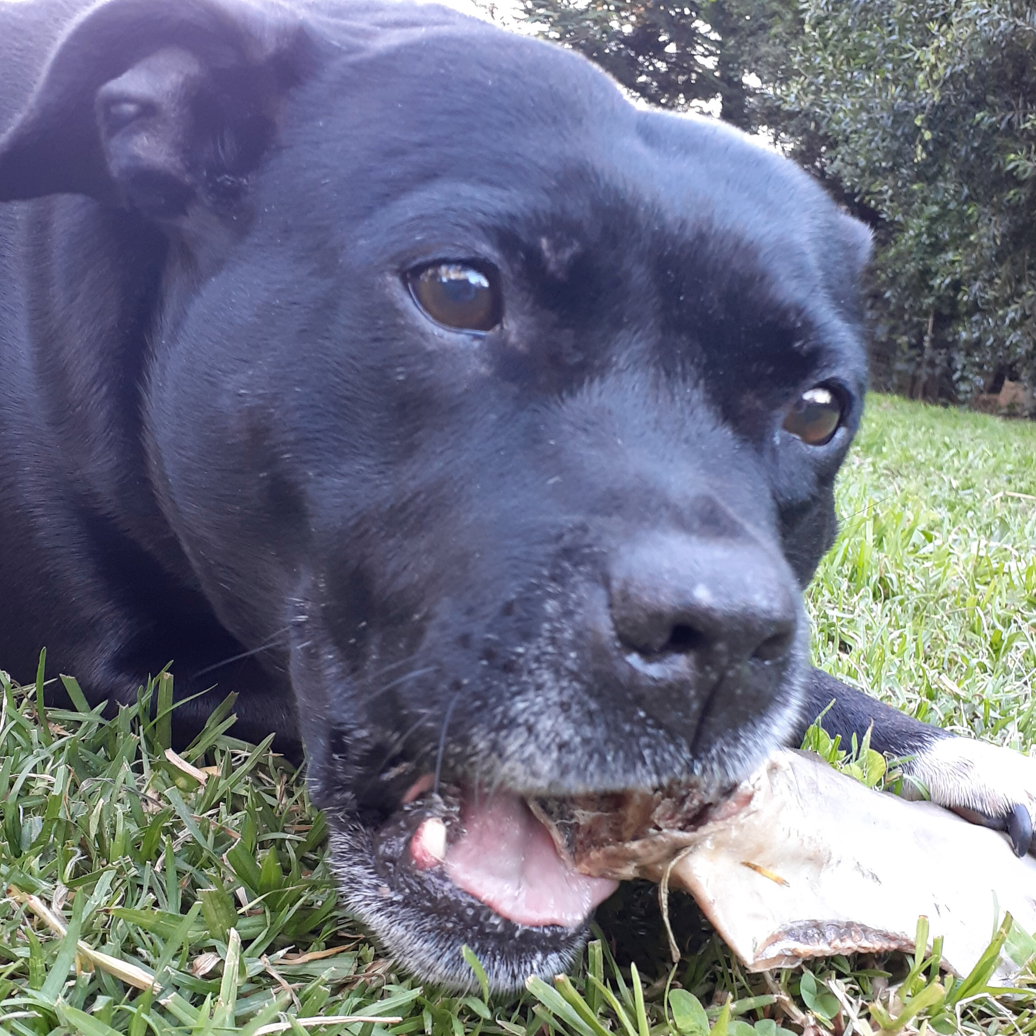 Rover Pet Products - Vente Friandises – chien - Sumthn' Fishee - Peau de requin4