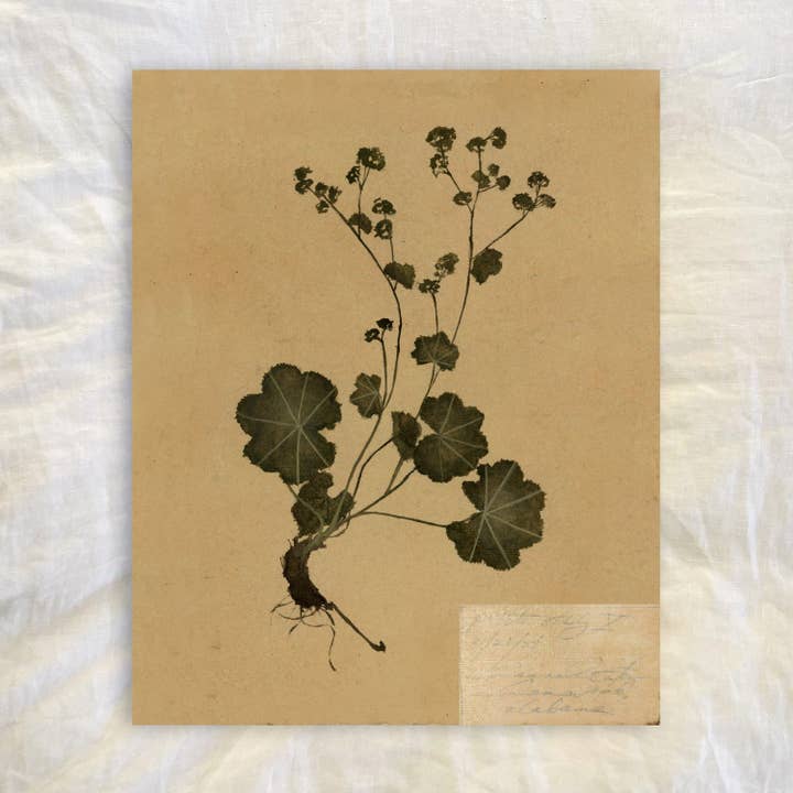 petite étude n° IV pour la vente par Hannah Winters Art