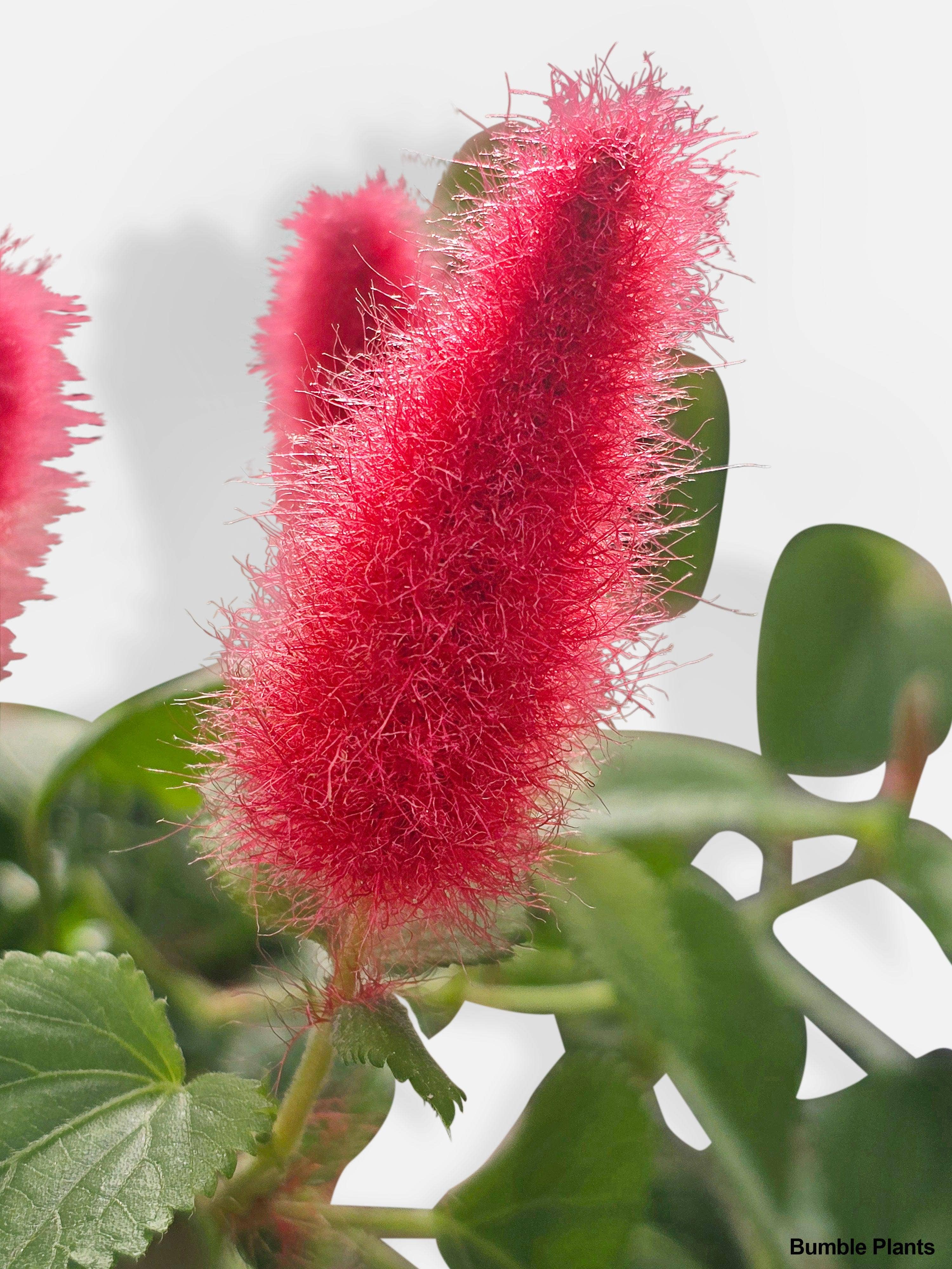 Bumble Plants - Wholesale Live Plant - Chenille Acalypha Hispida 'Red Hot Cat's Tail'2