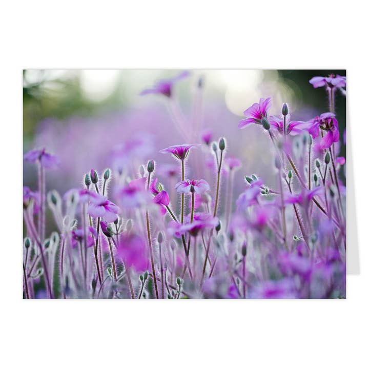 Carte pliante "Géranium de Madère" pour la vente par paruspaper. nutzfeine papeterie