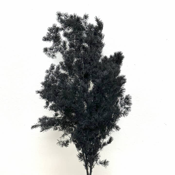 Fougère Ming Asperge Préservée - Noire pour la vente par BLOOMINGFUL.COM