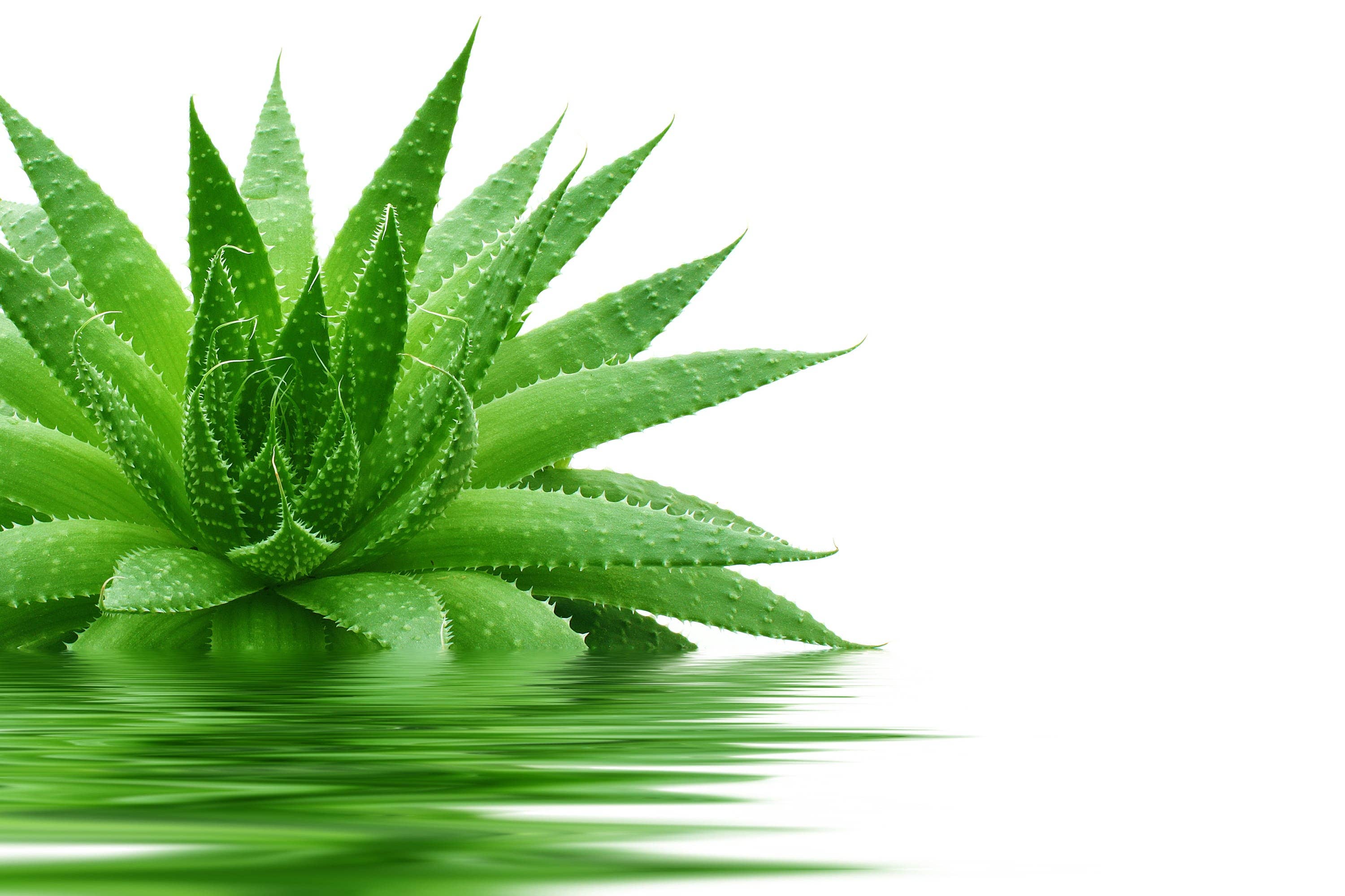 Cibobenessere - Wholesale Oral Supplement/Vitamin - Dehydrated Aloe Vera4