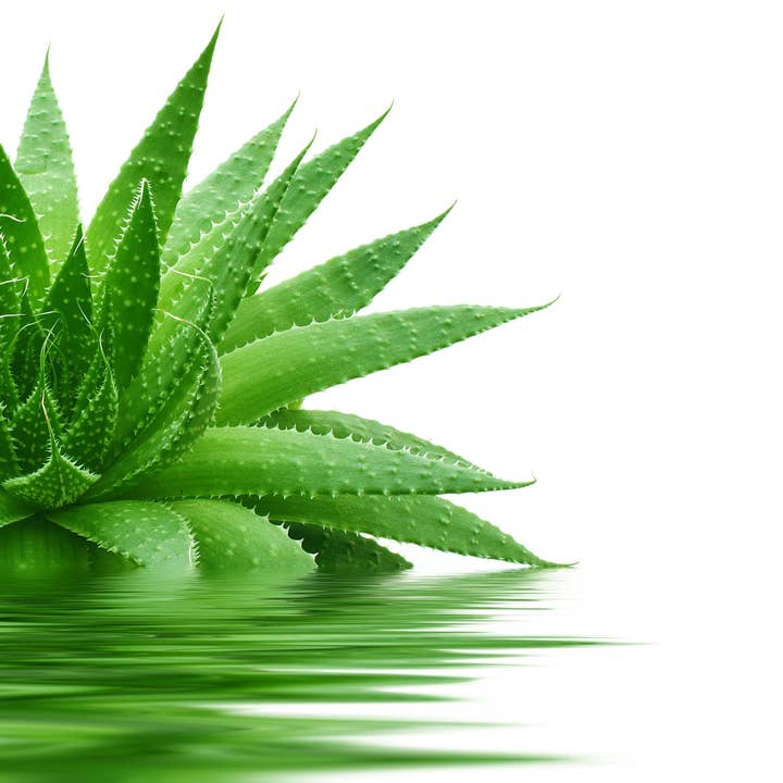 Cibobenessere - Wholesale Oral Supplement/Vitamin - Dehydrated Aloe Vera4