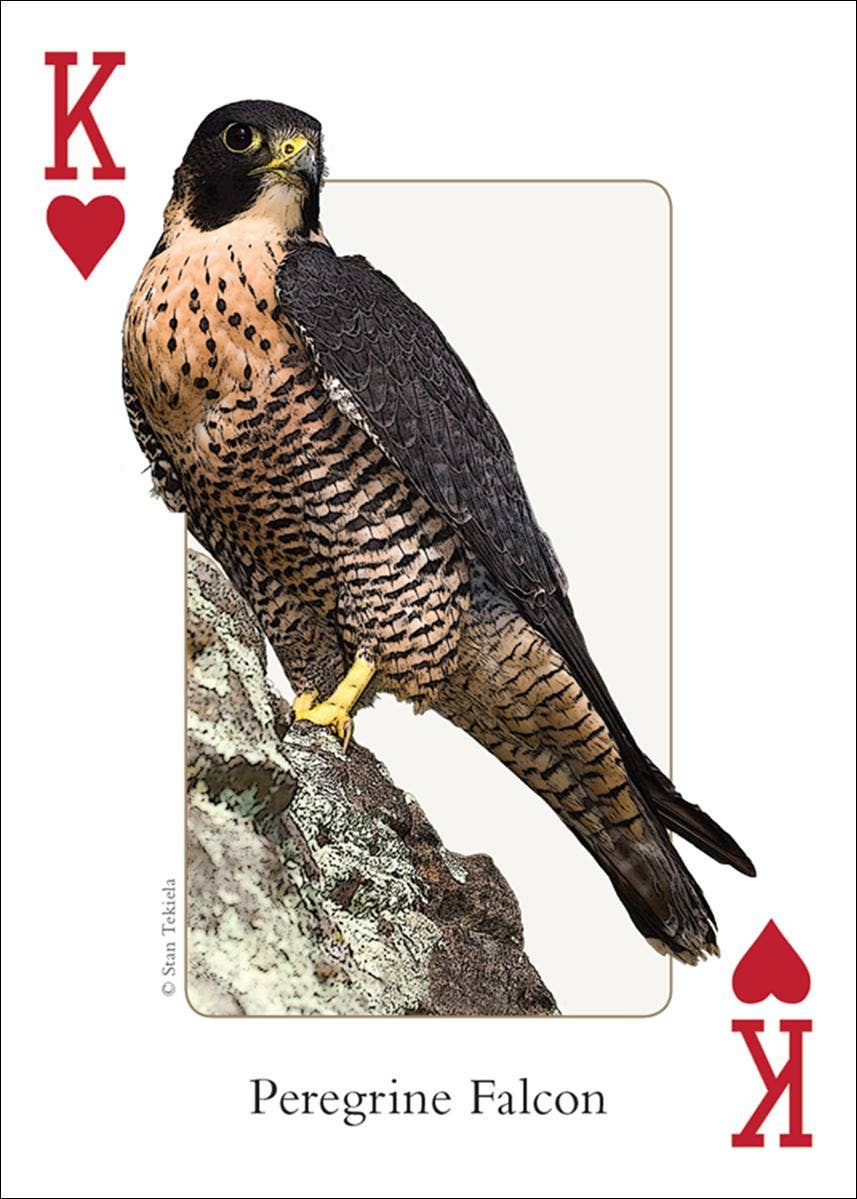 AdventureKEEN - Wholesale Playing Cards - Birds of Northwest Playing Cards5