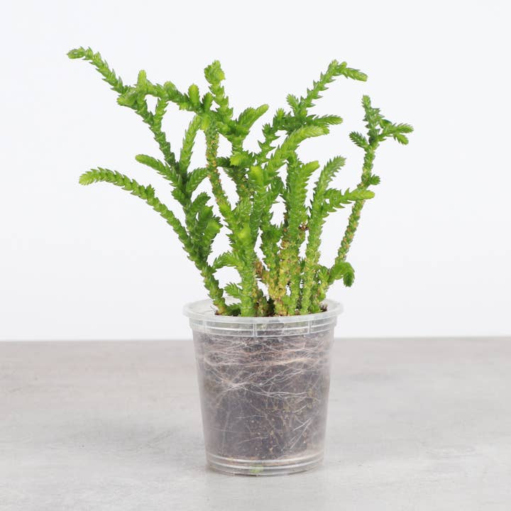 Crassula Princess Pine - Plante vivante de 2 pouces pour la vente par Thorsen's Greenhouse