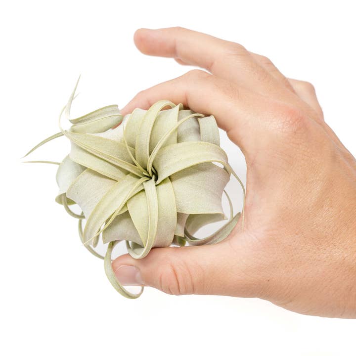 Air Plant Shop - Wholesale Live Plant - Seedling Tillandsia Xerographica Air Plants2
