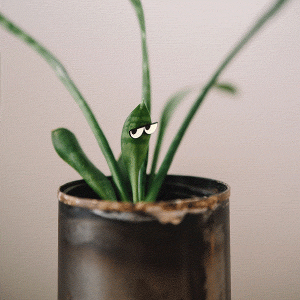 Eufolia - Wholesale Magnet - Glow Eyes 4-pack - 🌱 Plant Magnet 🧲2