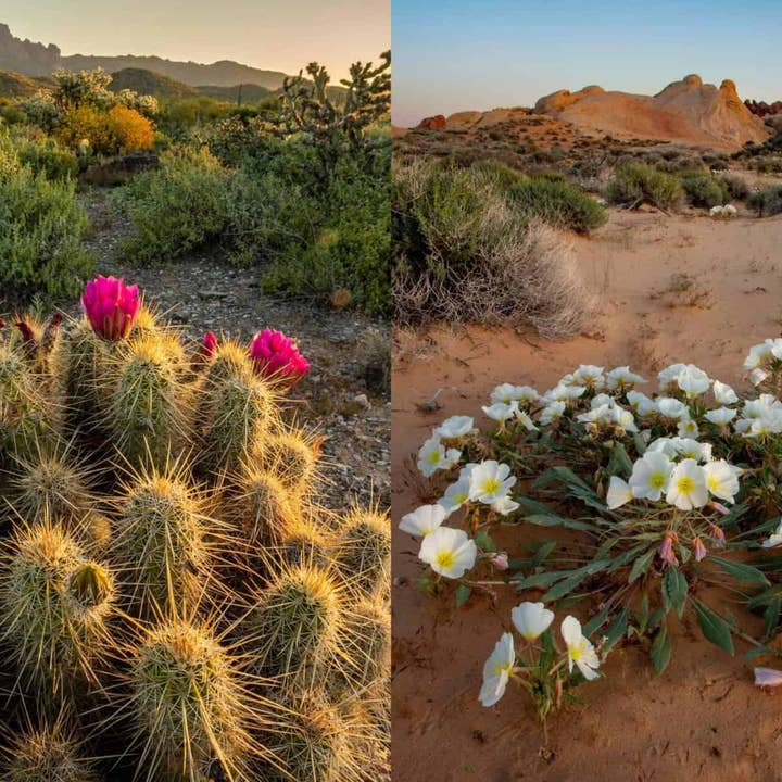 Familius, LLC - Wholesale Nature & Outdoors - Superbloom4