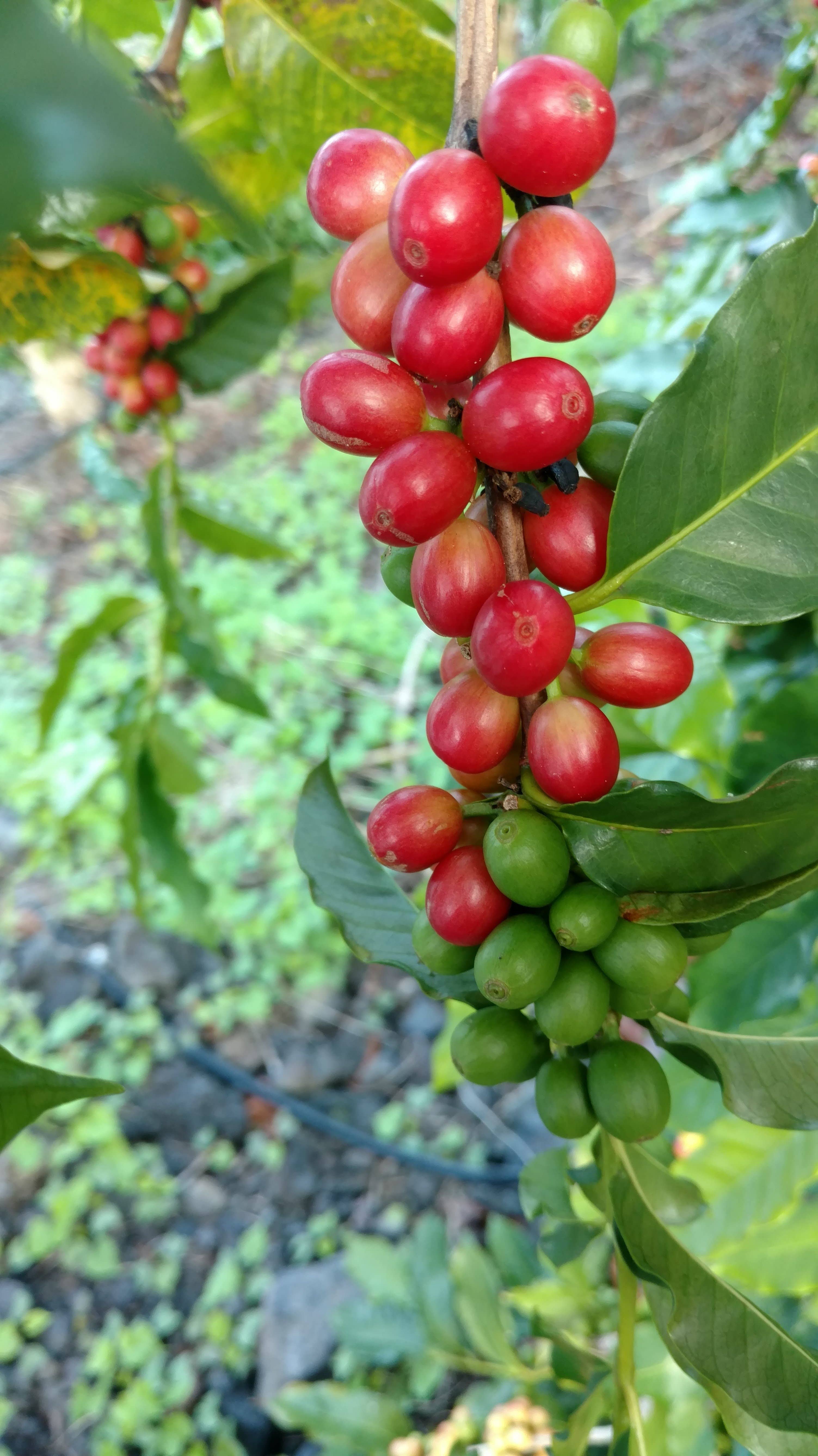 Mongoose Mountain Farm - Vente Café moulu - 100 % café Kona à servir unique sur des sacs goutte-à-goutte Med. Rôti5