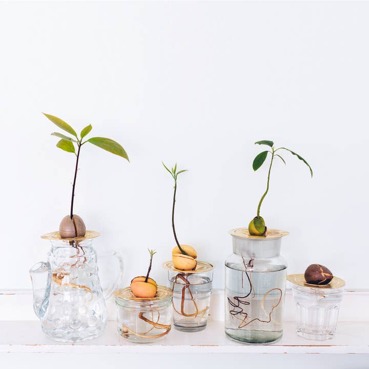 House Of Thol - Wholesale Plant Pot - HELIOS - Propagation Disk for Cuttings, Bulbs & Pits9