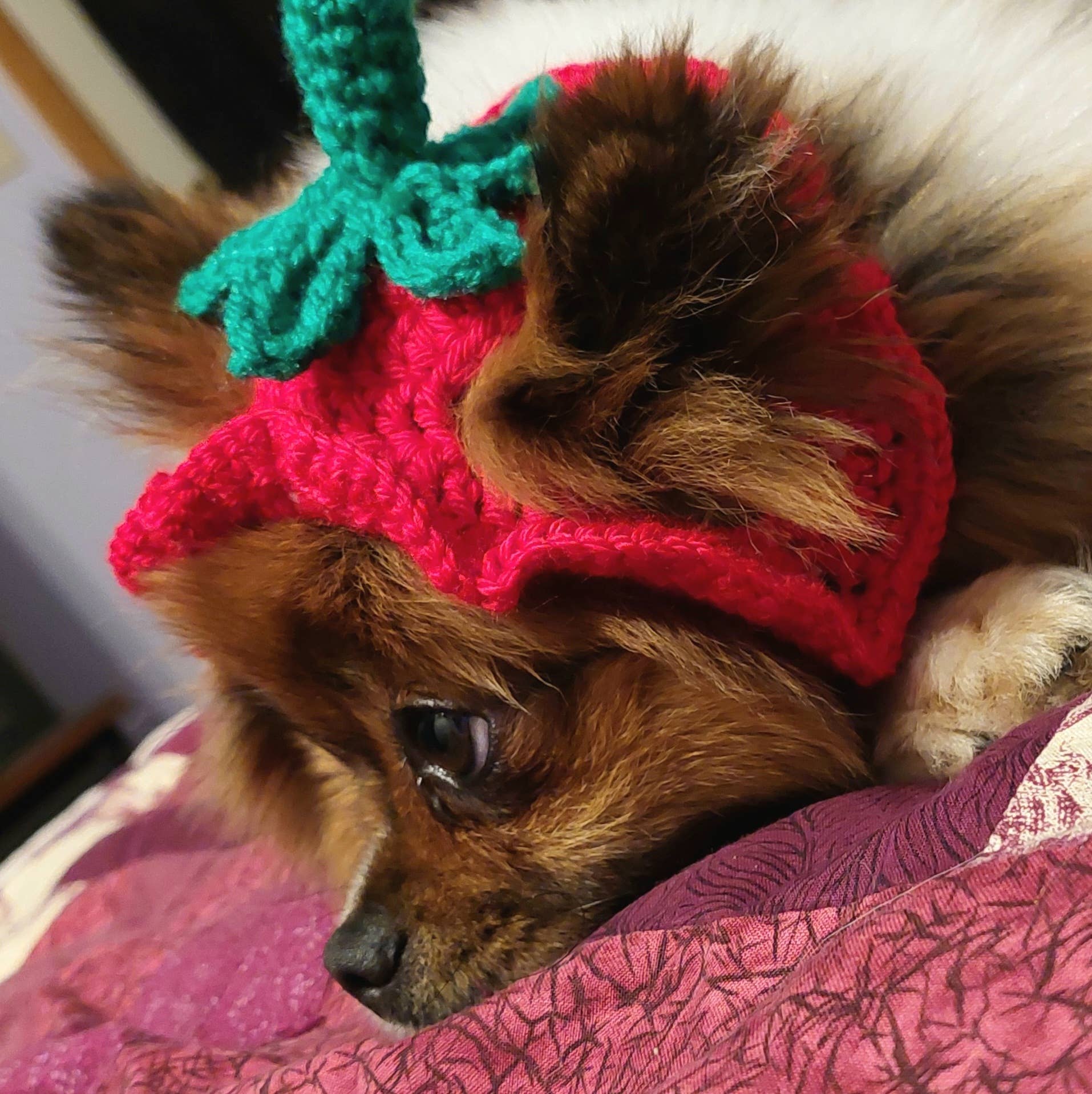 Glitter Ghost Clothing and Accessories – Engroshandel Hundehat - Hund – Hæklet Jordbærhue - Kattehjelm - Pet Hat10