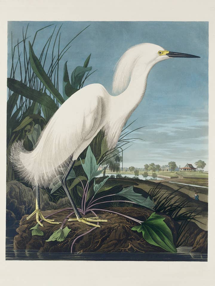 Postcard Snowy Heron or White Egret (201801) for wholesale by The Knowledge of Things by Catch Publishing