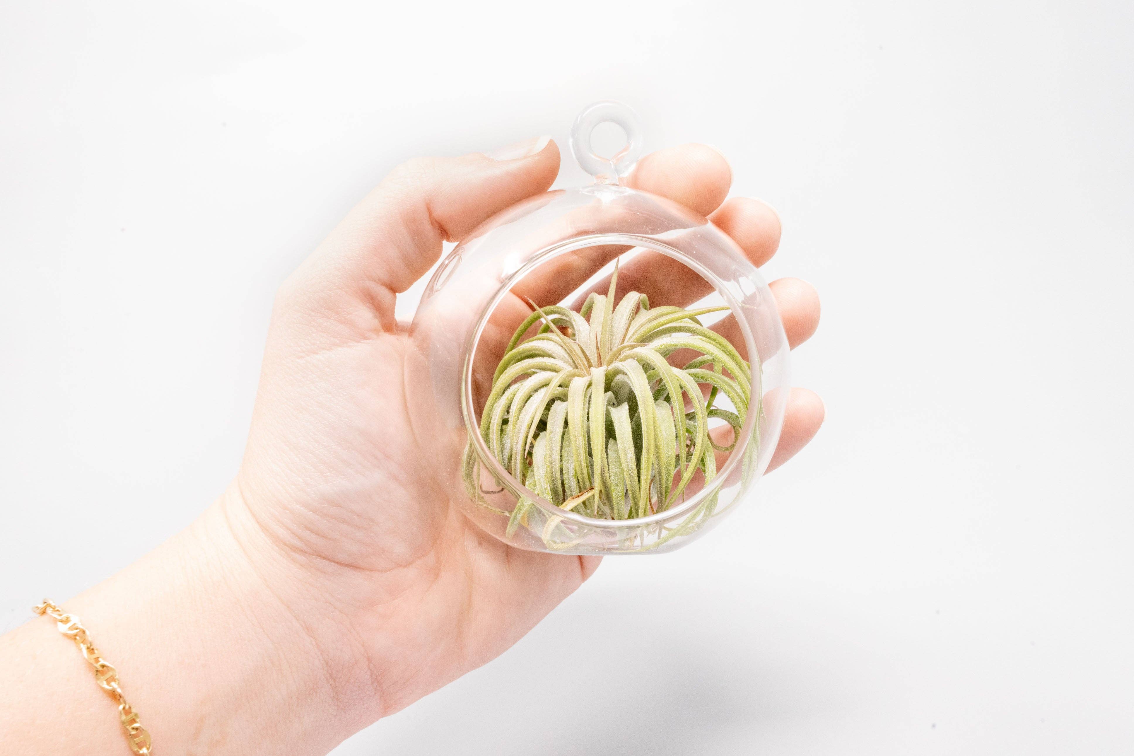 Air Plant Shop - Wholesale Retailer Display - Home & Living - Retail-Ready Easy Table Display Variety Bundle6