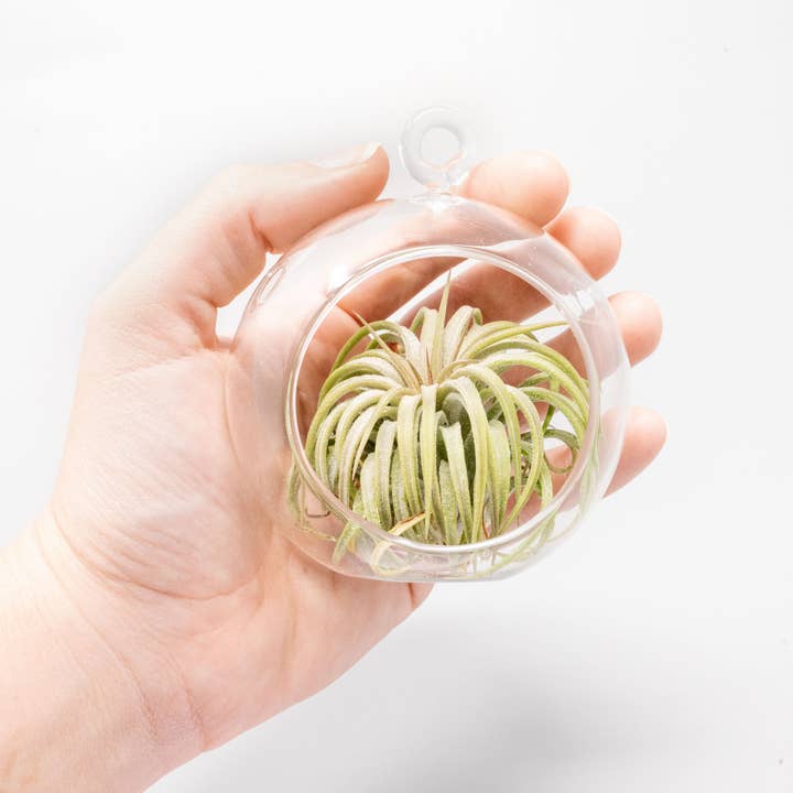 Air Plant Shop - Wholesale Retailer Display - Home & Living - Retail-Ready Easy Table Display Variety Bundle6