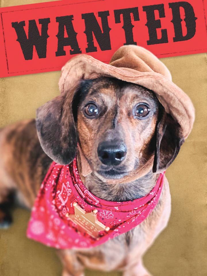 BD/Wanted Dog for wholesale by Greeting Cards by Norcard