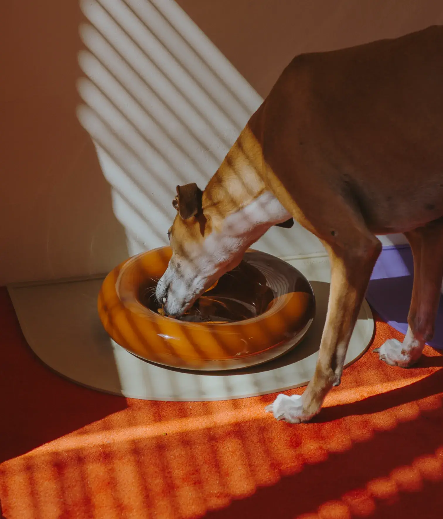 HotDog Pets - Wholesale Pet Bowl - Cat/Dog - Brown ceramic dog feeder9