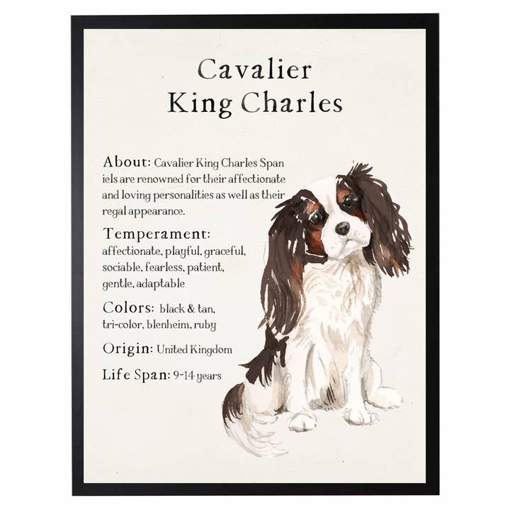 Antique Curiosities Inc - Wholesale Art Print - Framed watercolor Cavalier King Charles breed with facts