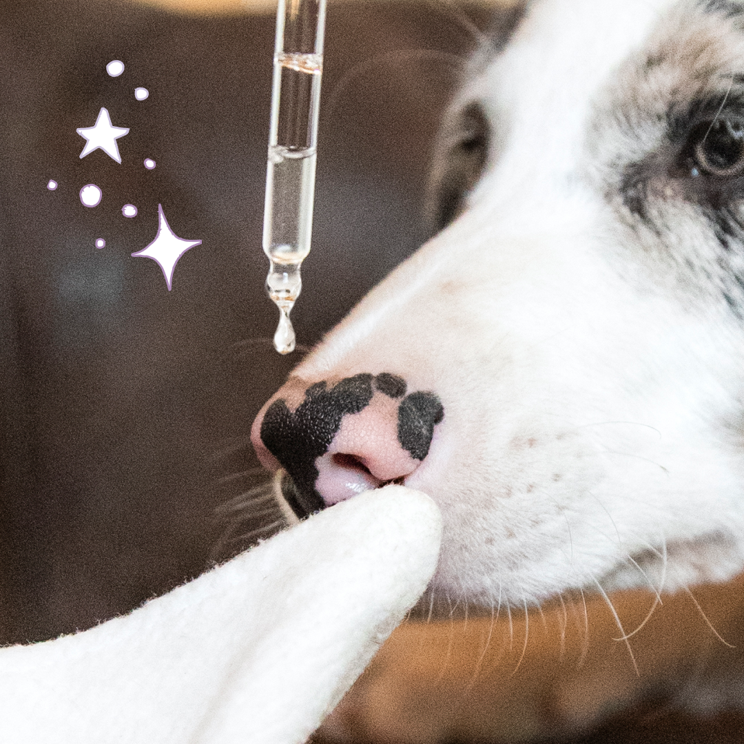 Truffe & Moustache - Vendita all'ingrosso Prodotti per la pulizia degli animali - Detergente auricolare naturale al 96% per cani e gatti, « Whisper »6