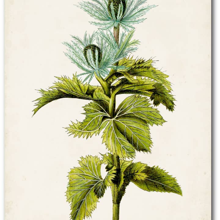 Antique Botanical Study III Gallery-Wrapped Canvas Wall Art for wholesale by Courtside Market