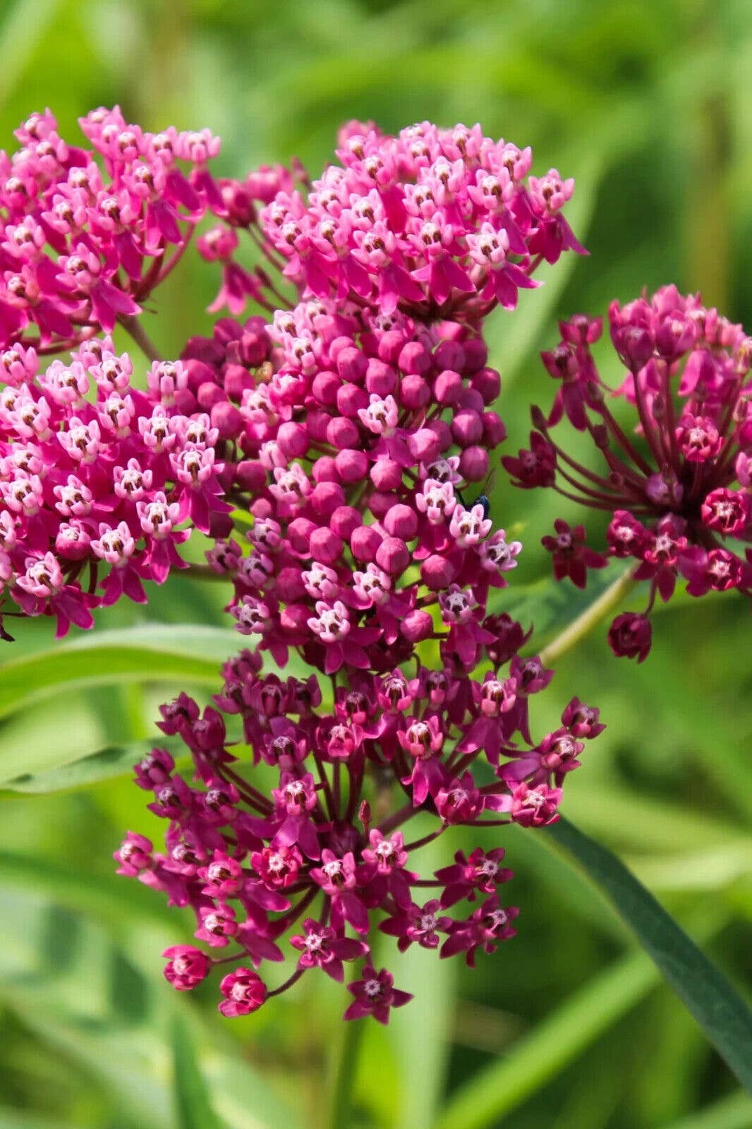 GardenPerspective - Wholesale Live Plant - 5 Milkweed Plant Bare Root Perennial Asclepias spp Plant2