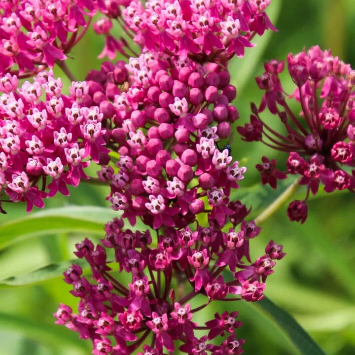 GardenPerspective - Wholesale Live Plant - 5 Milkweed Plant Bare Root Perennial Asclepias spp Plant2