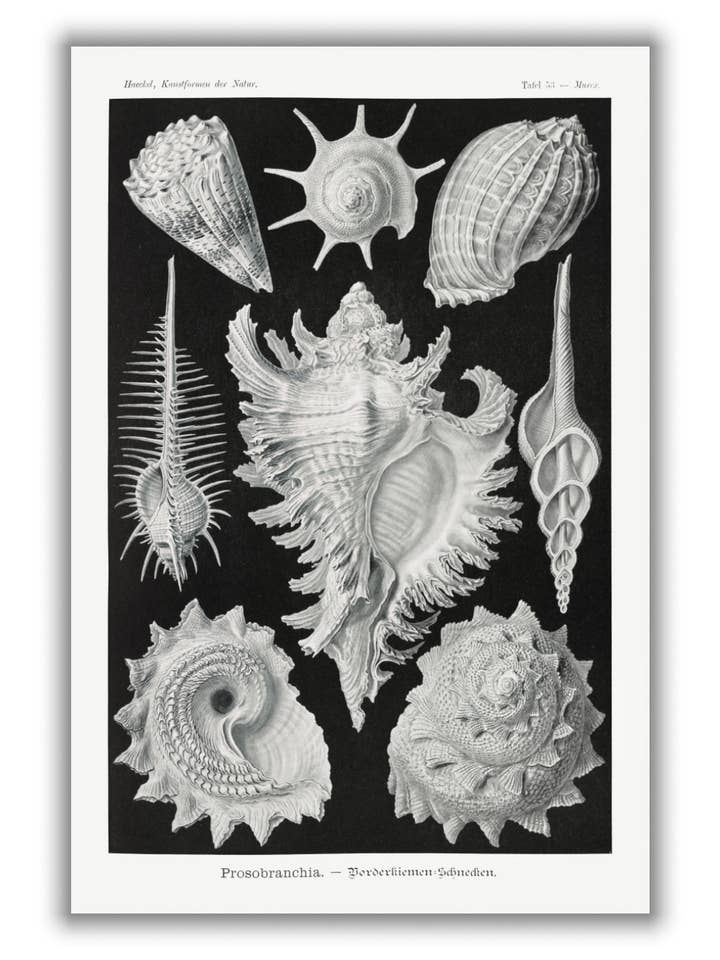 Prosobranchia-Dorderkiemen Schnecken di Ernst Haeckel per la vendita all'ingrosso da parte di Stanley Print House