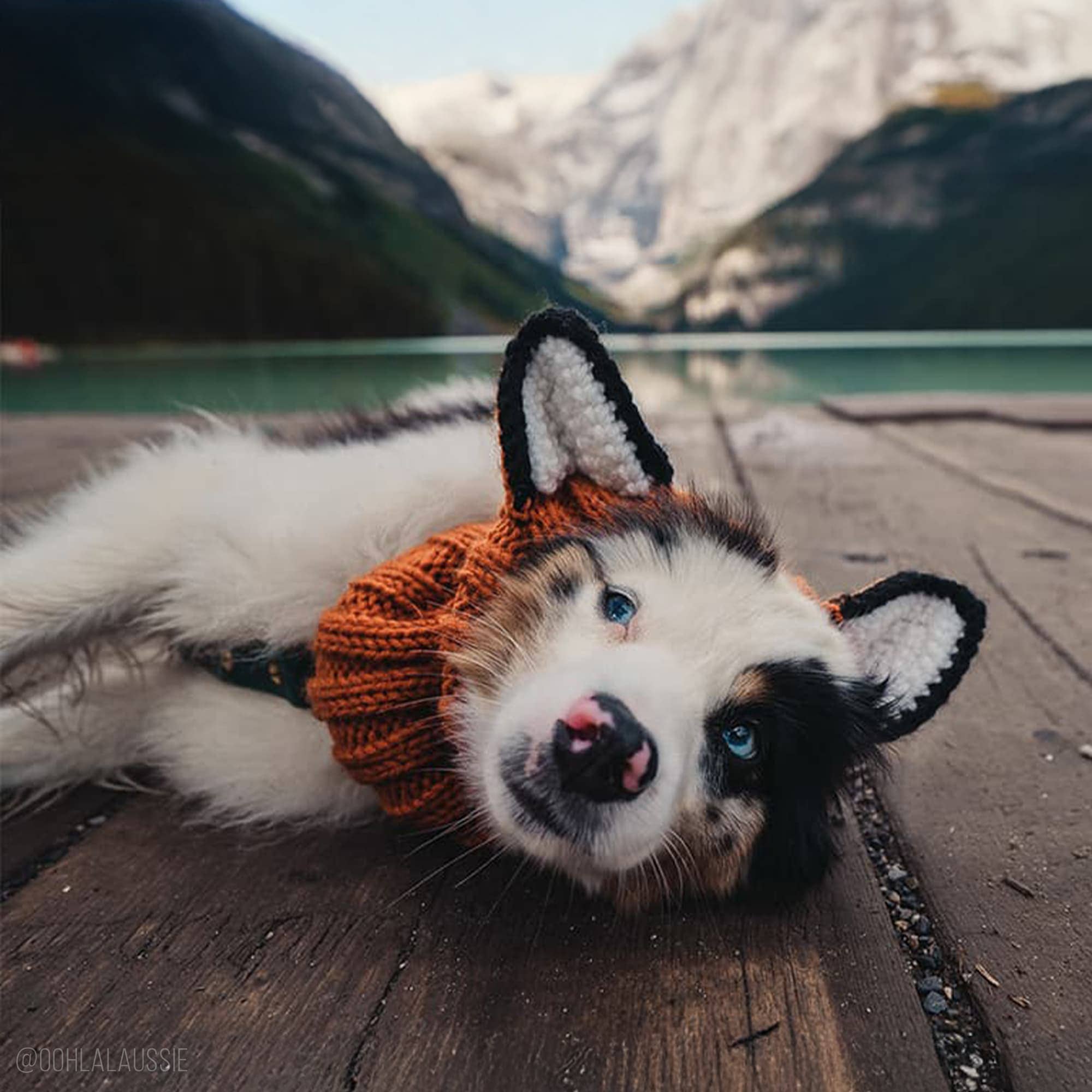 Zoo Snoods – wholesale Pet snood – Dog – Fox Dog Snood9