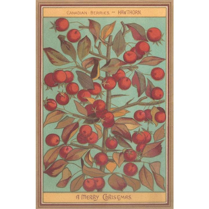 Postcard MC-875 Canadian Hawthorn Berries for wholesale by Found Image Press