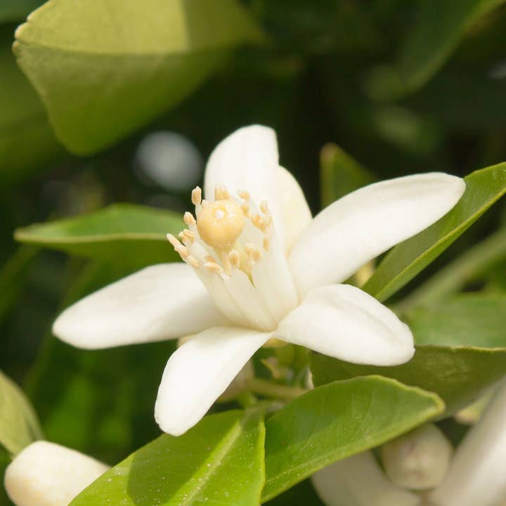 Bâtonnets d'encens Vetiver Orange Blossom Fantasy pour la vente par Beaches of Tunisia, LLC