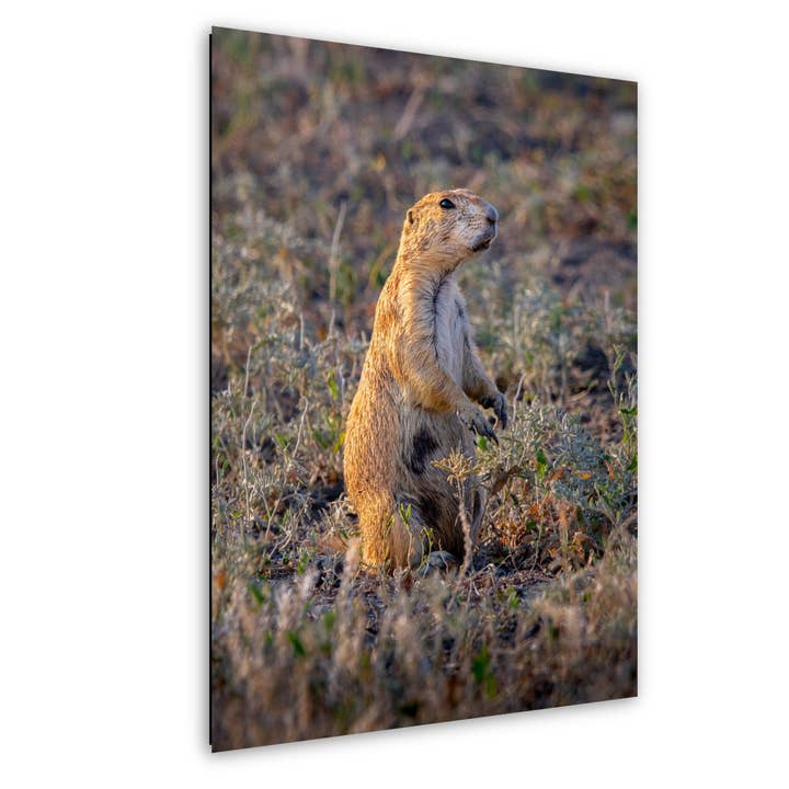 Prairie Dog On Alert Badlands Wildlife Photography Print Canvas Aluminum Metal Acrylic Fine Art Wall Art for Nature and Wildlife for wholesale by Images By Cheri