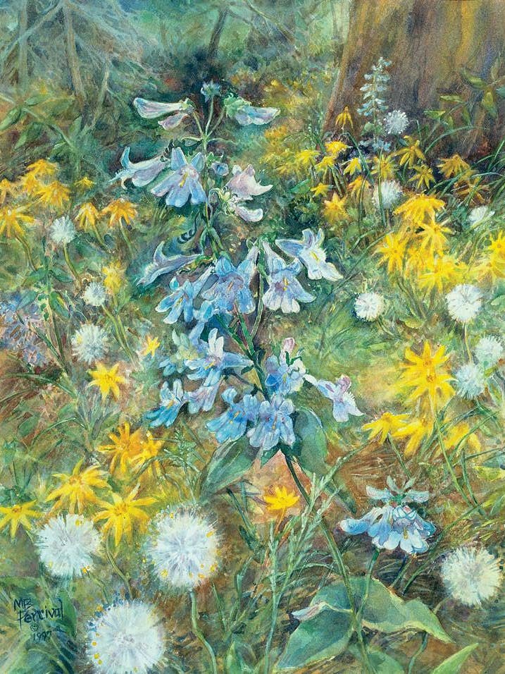 Arnicas and Penstemons for wholesale by Frame of Mind