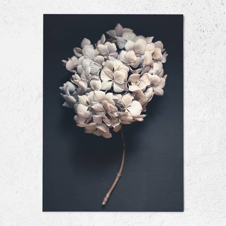 Carte postale Hydrangea série A6 Dark Florals pour la vente par Justepixx