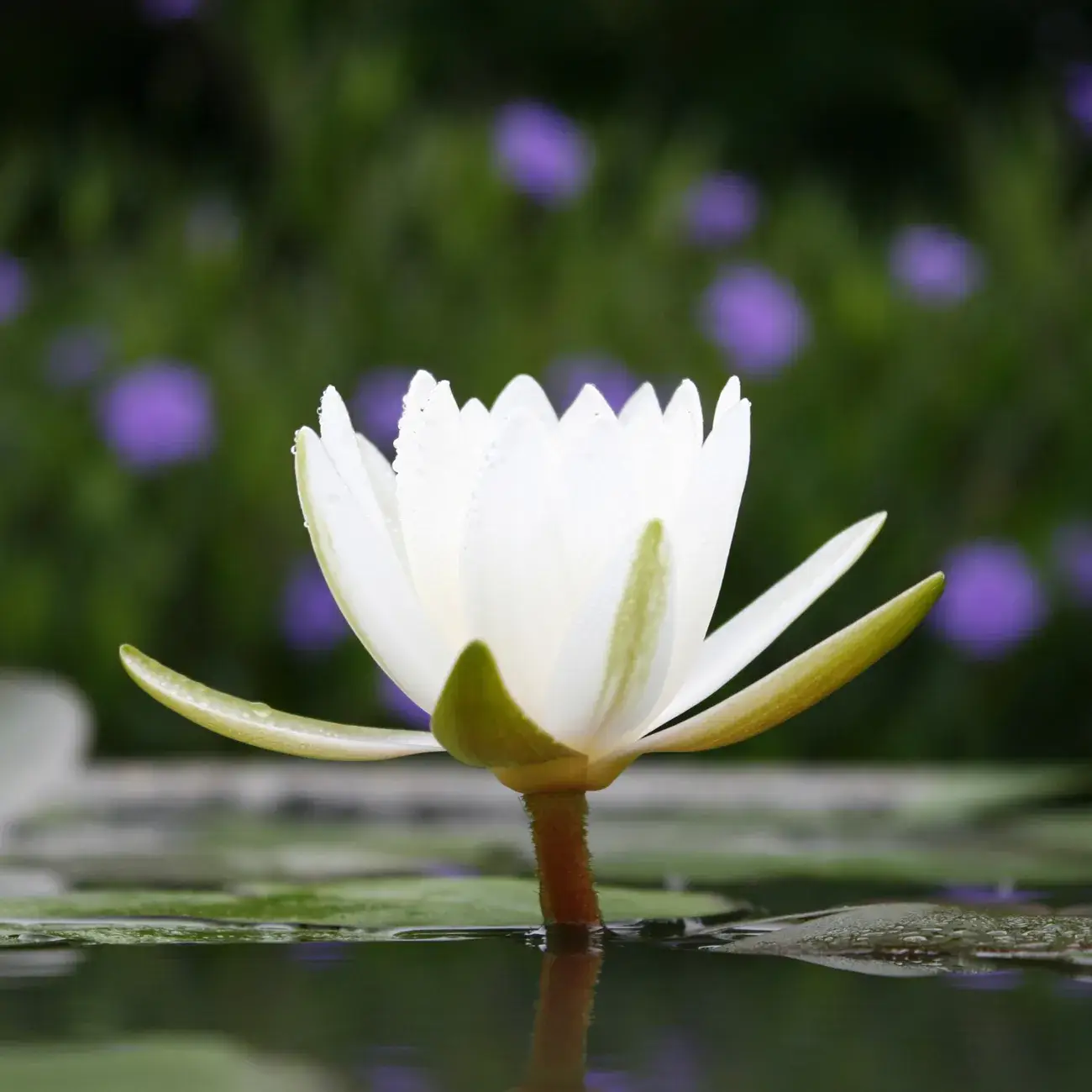 LUMINANTE - Wholesale Jar/Filled Candle - The candle that becomes a plant White Lotus-Cotton "coco" model5