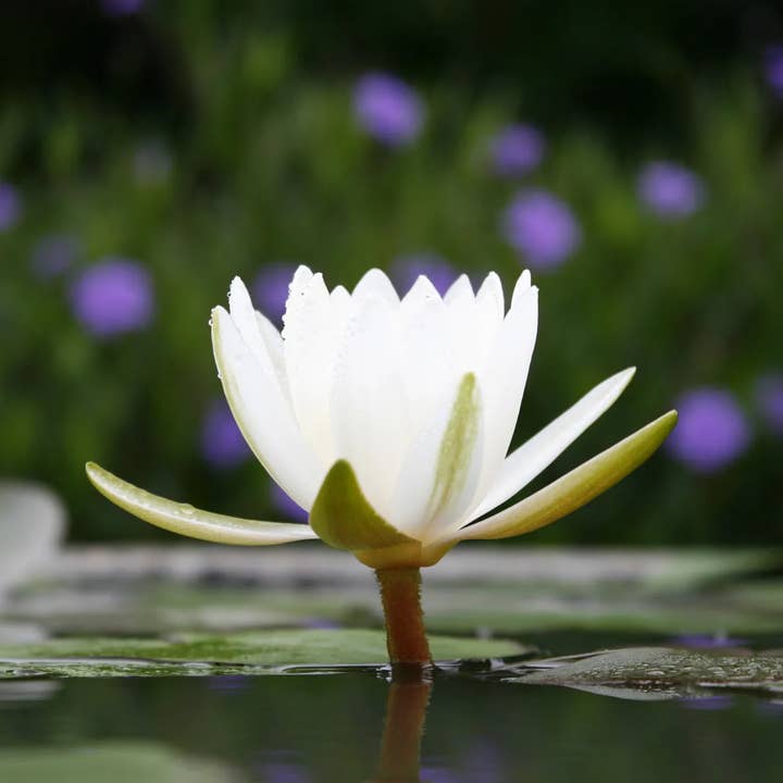 LUMINANTE - Wholesale Jar/Filled Candle - The candle that becomes a plant White Lotus-Cotton "coco" model5