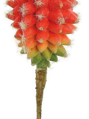 Cactus Ananas, 7", Orange pour la vente par Select Artificials, Inc.