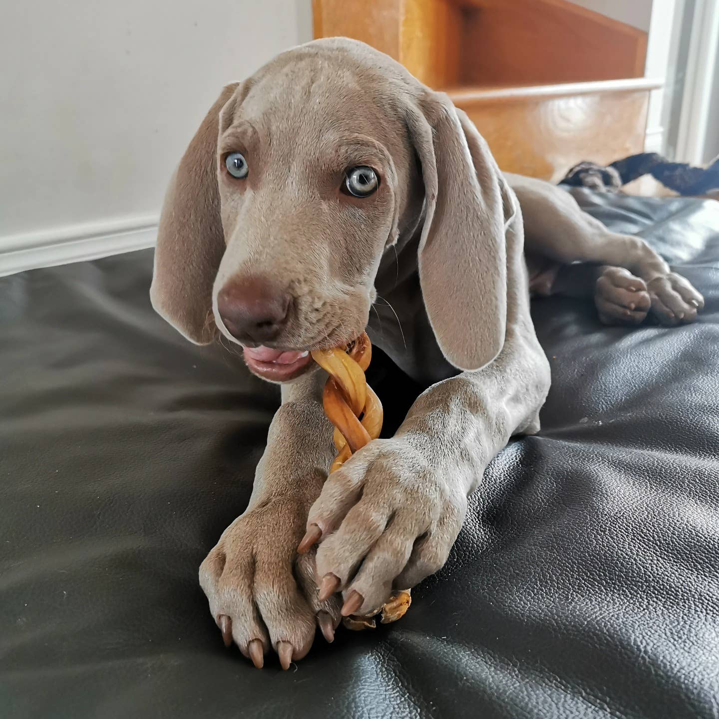 Dibo Pet Foods - Wholesale Pet Treats - Dog - Braided Bully Stick – Low Odor Pizzle – STANDARD - 12"1