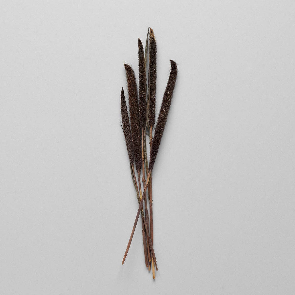 Bloomist - Wholesale Dried/Pressed Flowers - Dried Purple Majesty Millet1