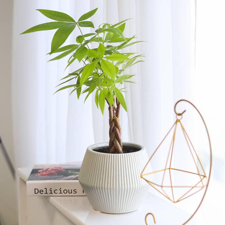 Best Plant Friend - Wholesale Live Plant - Braided Pachira Stump Money Tree - Feng Shui Plants 4in