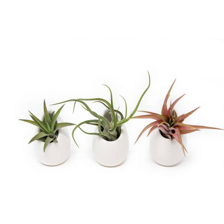 Large Ivory Ceramic Vases with Abdita, Harrisii & Medusae for wholesale by Air Plant Shop