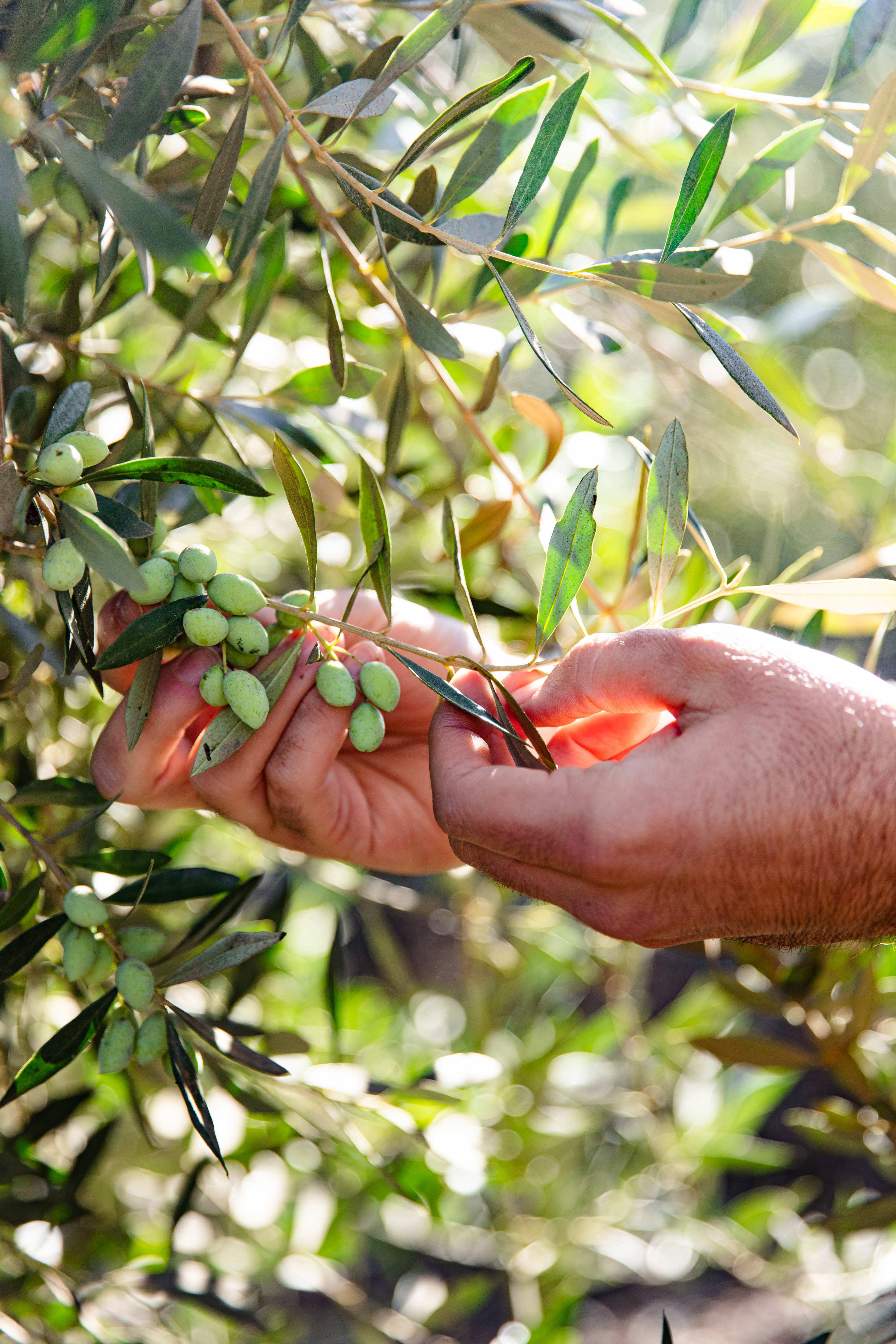 ENZO'S TABLE - Vente Huile d'olive - Huile d'olive extra vierge biologique - Moyenne 500 ml3