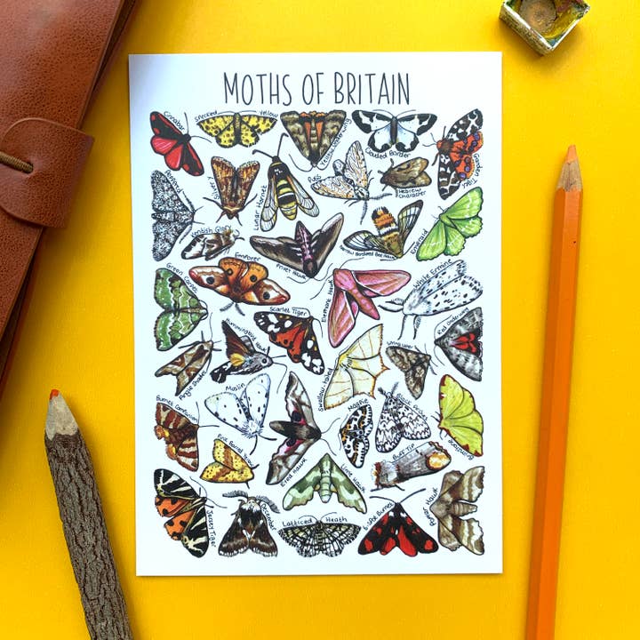 Carte postale vierge Moths of Britain pour la vente par Alexia Claire Ltd