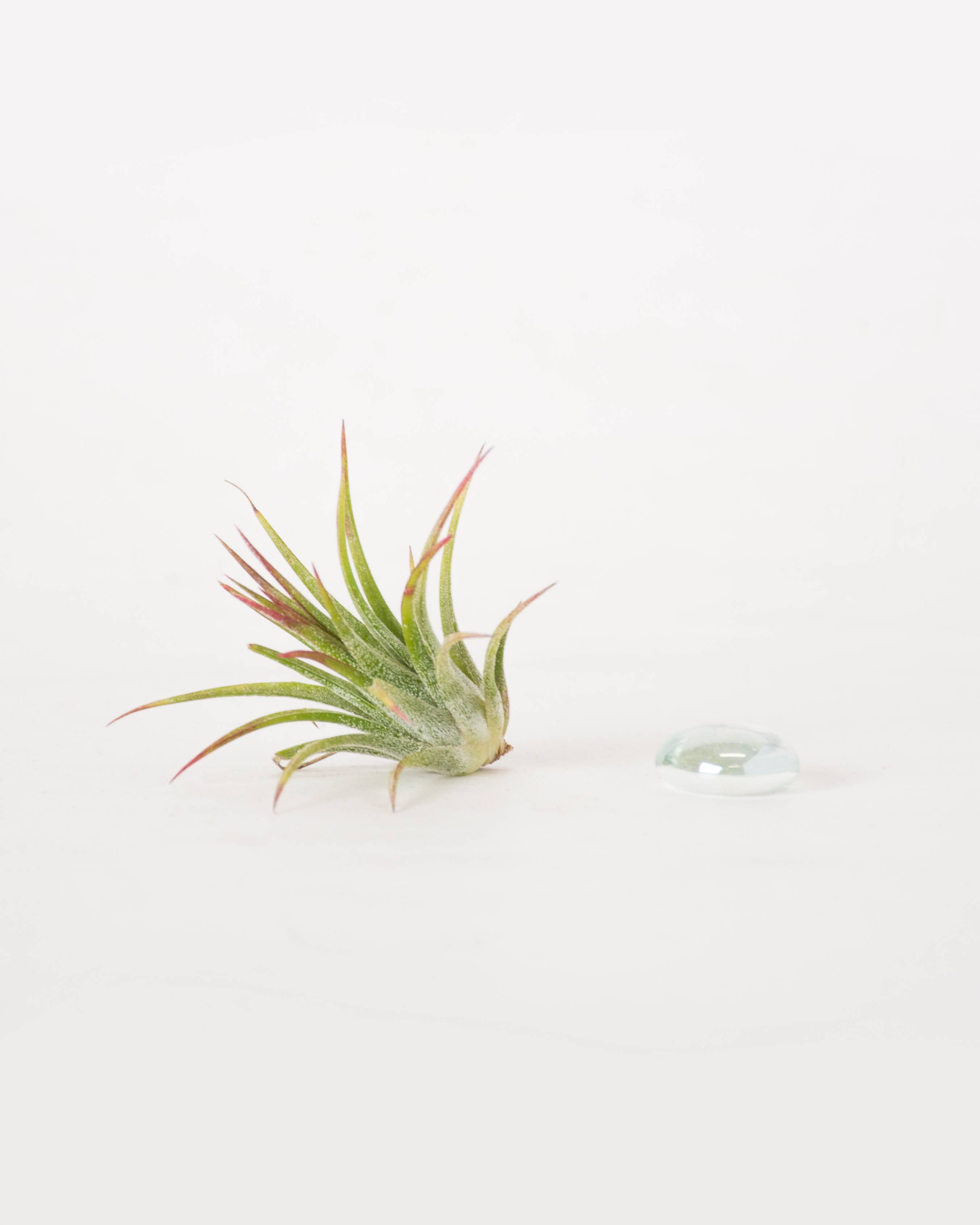 SuperMoss - Vendita all'ingrosso Piante vive - Tillandsia Ionantha Fuego Pianta d'Aria