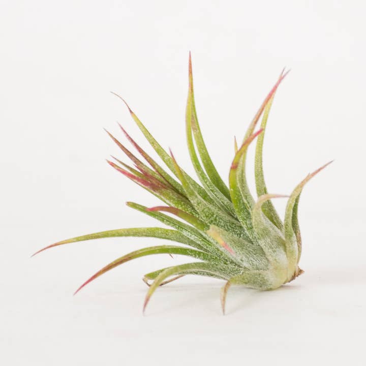SuperMoss - Vendita all'ingrosso Piante vive - Tillandsia Ionantha Fuego Pianta d'Aria0
