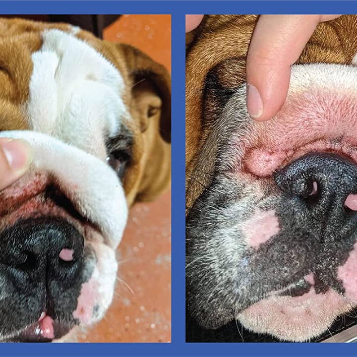 Squishface - Wholesale Pet Grooming Aid - Dog - Squishface Wrinkle Wipes 5”x7” Dog Wipes with Chlorhexidine5