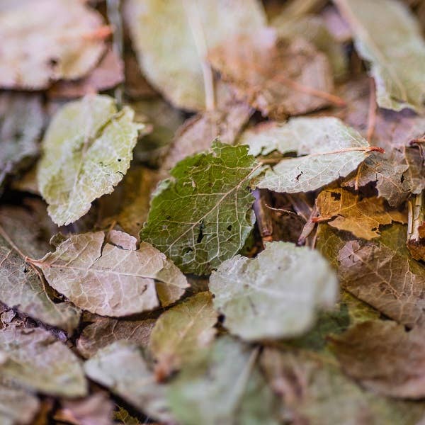 LE COMPTOIR D'HERBORISTERIE - Venta al por mayor Tés saludables/desintoxicantes - Infusión orgánica de hojas de arándano azul 25 g1