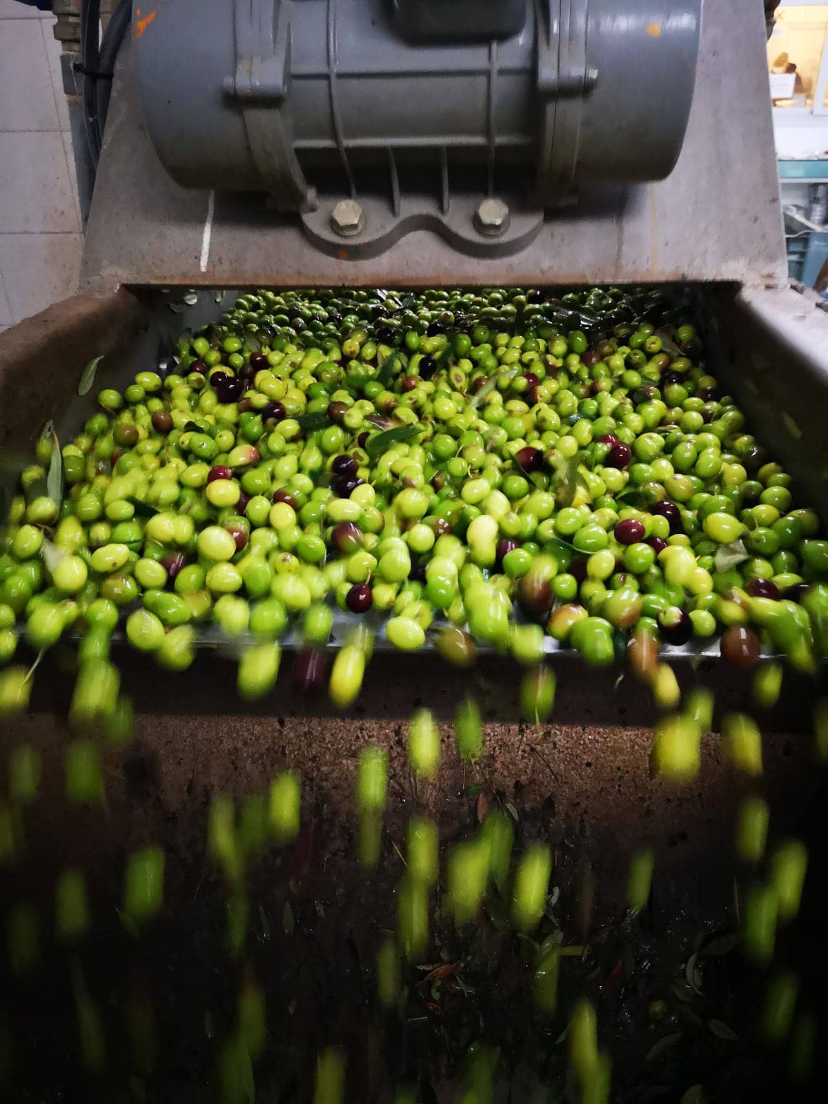 Angimbeoliveoil - Vendita all'ingrosso Olio d'oliva - Organic extra virgin olive oil  Natures 500 ml6