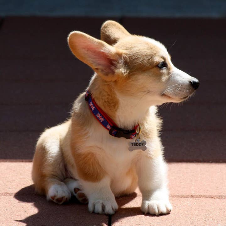 Up Country, Inc. - Wholesale Pet Collar - Dog - Union Jack Dog Collar