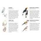 Chronicle Books - Wholesale Card Game - Match a Baby Bird2