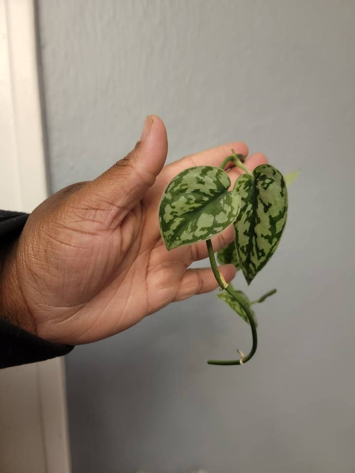 Scindapsus Silver Lady - Coupe de 2 feuilles pour la vente par Mosley's Tropical Plants